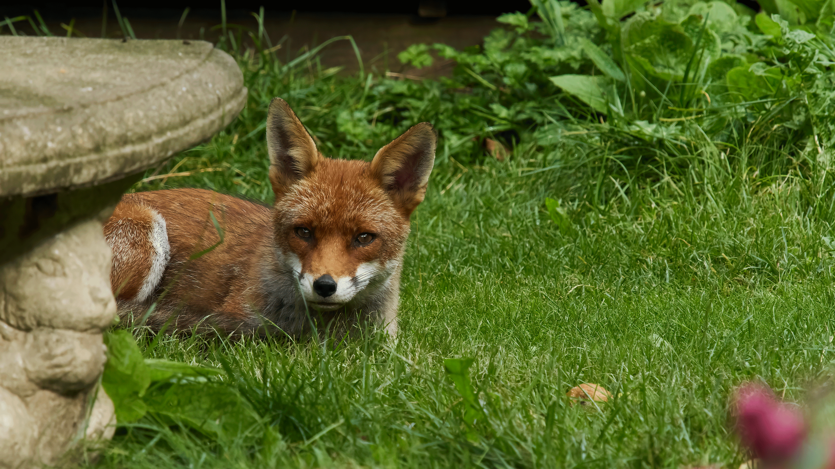 Fox in garden