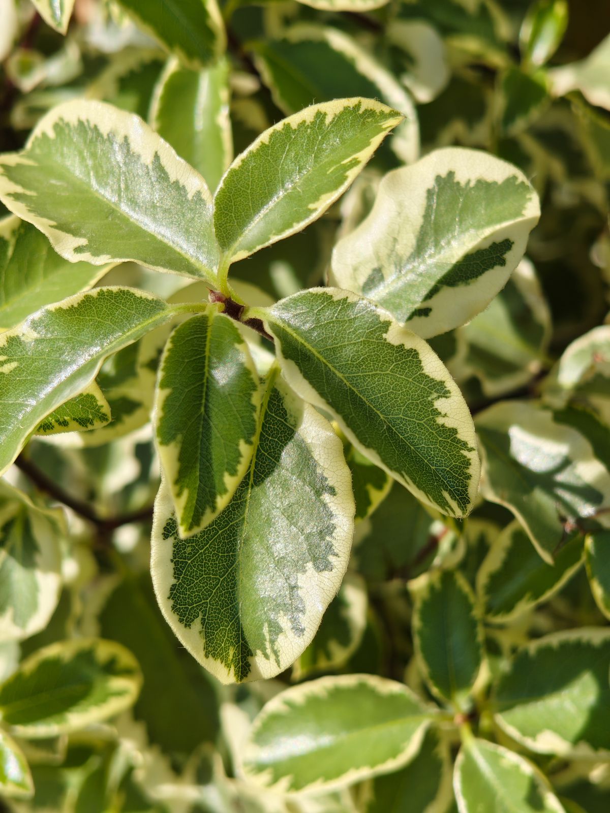 Close-up of green leaves