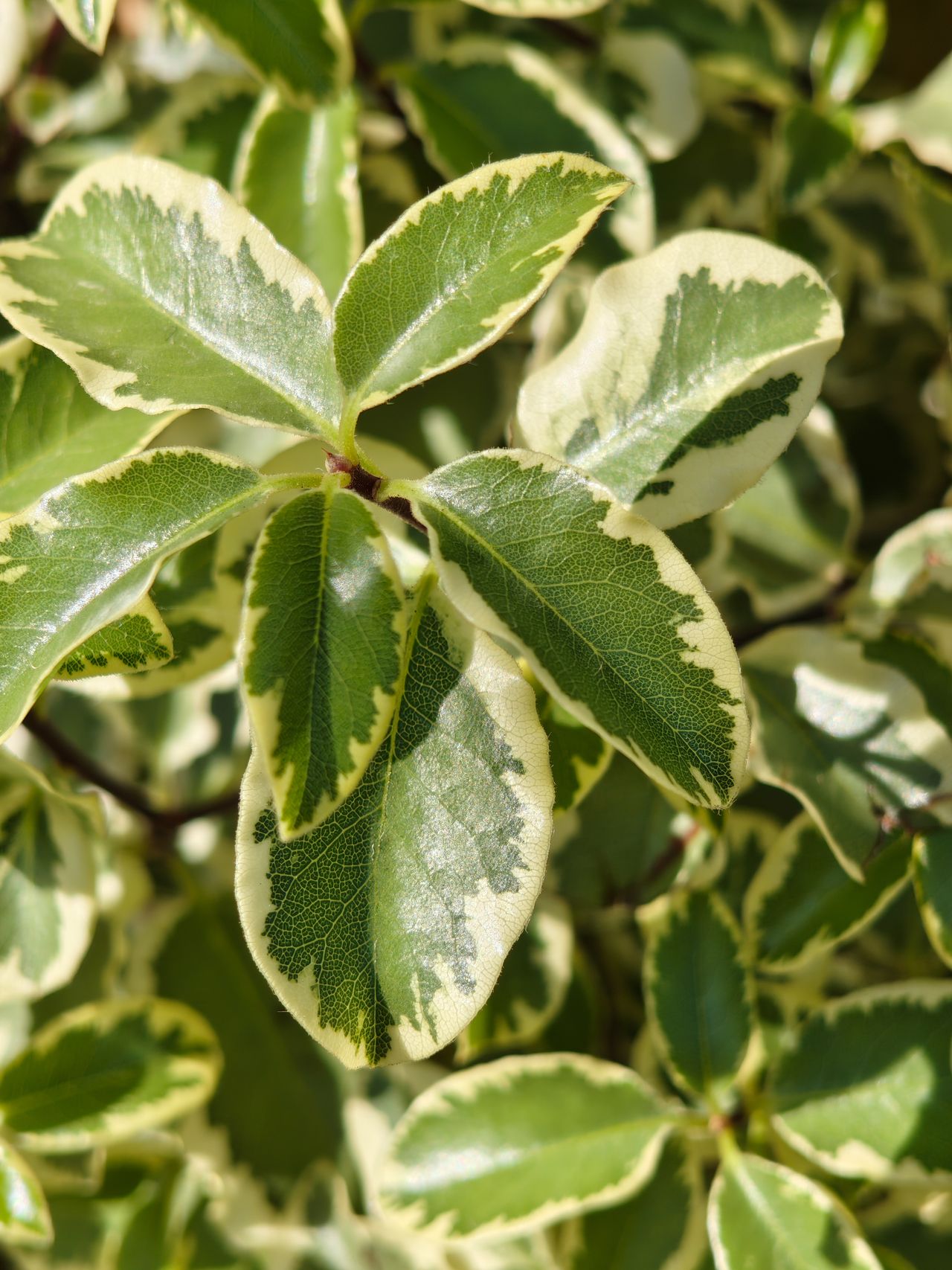 Close-up of green leaves