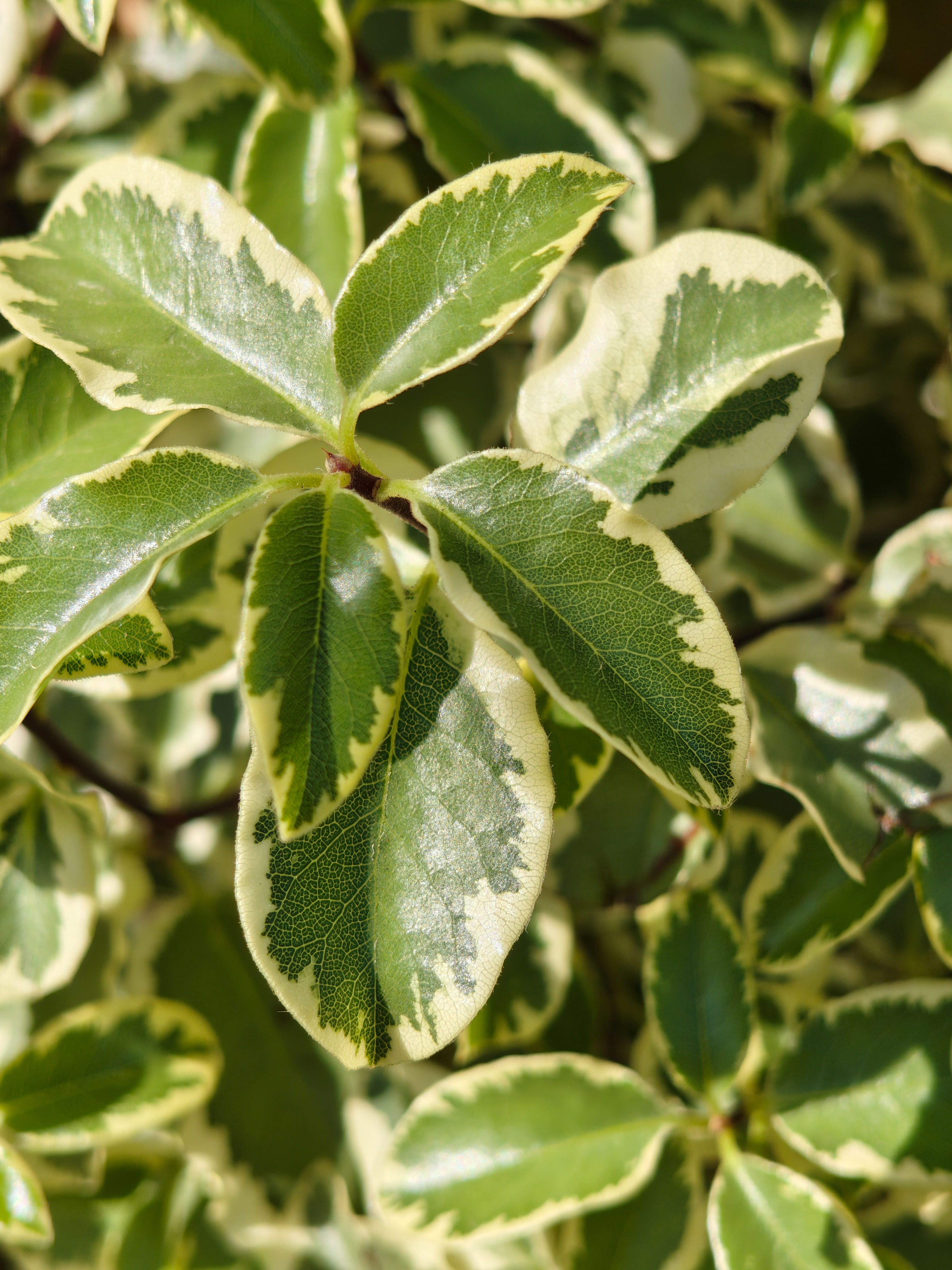 Close-up of green leaves