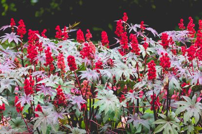 Castor oil plant, poisonous plant