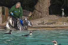 London Zoo Penguins at feeding time. Pictures by Richard Cannon