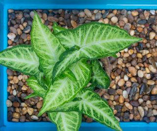 syngonium houseplant on humidity-boosting pebble tray