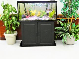 Can You Irrigate Plants With Aquarium Water Watering Plants With Aquarium Water Gardening Know How