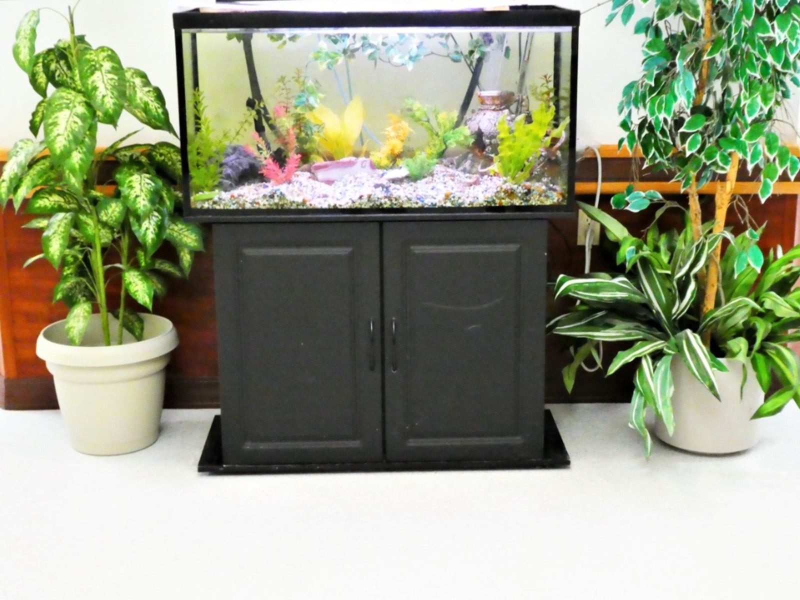 Can You Irrigate Plants With Aquarium Water - Watering Plants With Aquarium  Water