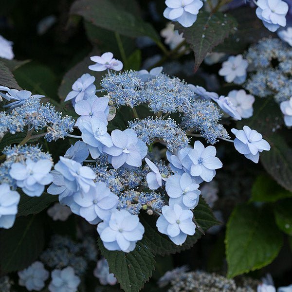 Tiny Tuff Stuff&amp;trade; Hydrangea - Quart Container