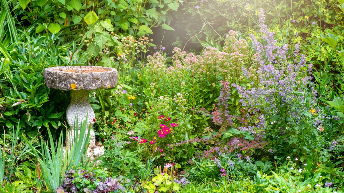 Top 10 Garden trends: image of wild garden with birdbath