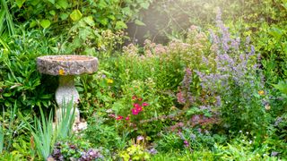 Top 10 Garden trends: image of wild garden with birdbath