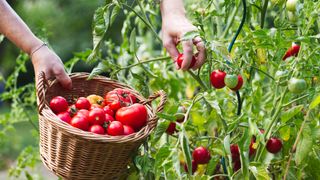 Woman´s hands picking fresh tomatoes to wicker basket. 