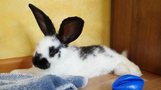 A rabbit lies relaxed by a blue toy ball