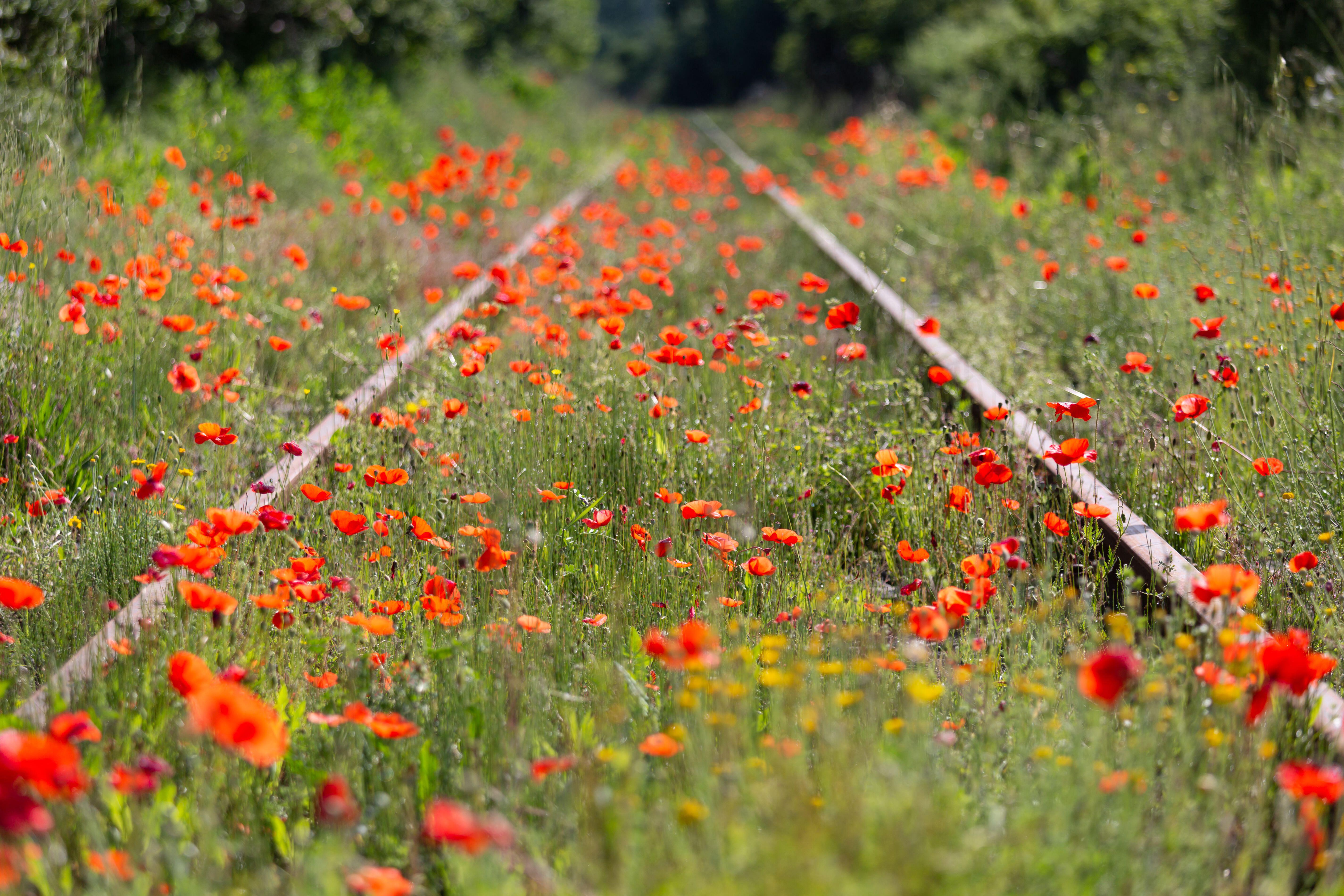 Poppies on a disused railway track 