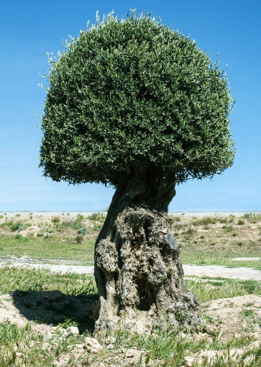 Making An Olive Tree Topiary Guide To Training And Pruning An Olive Topiary Gardening Know How