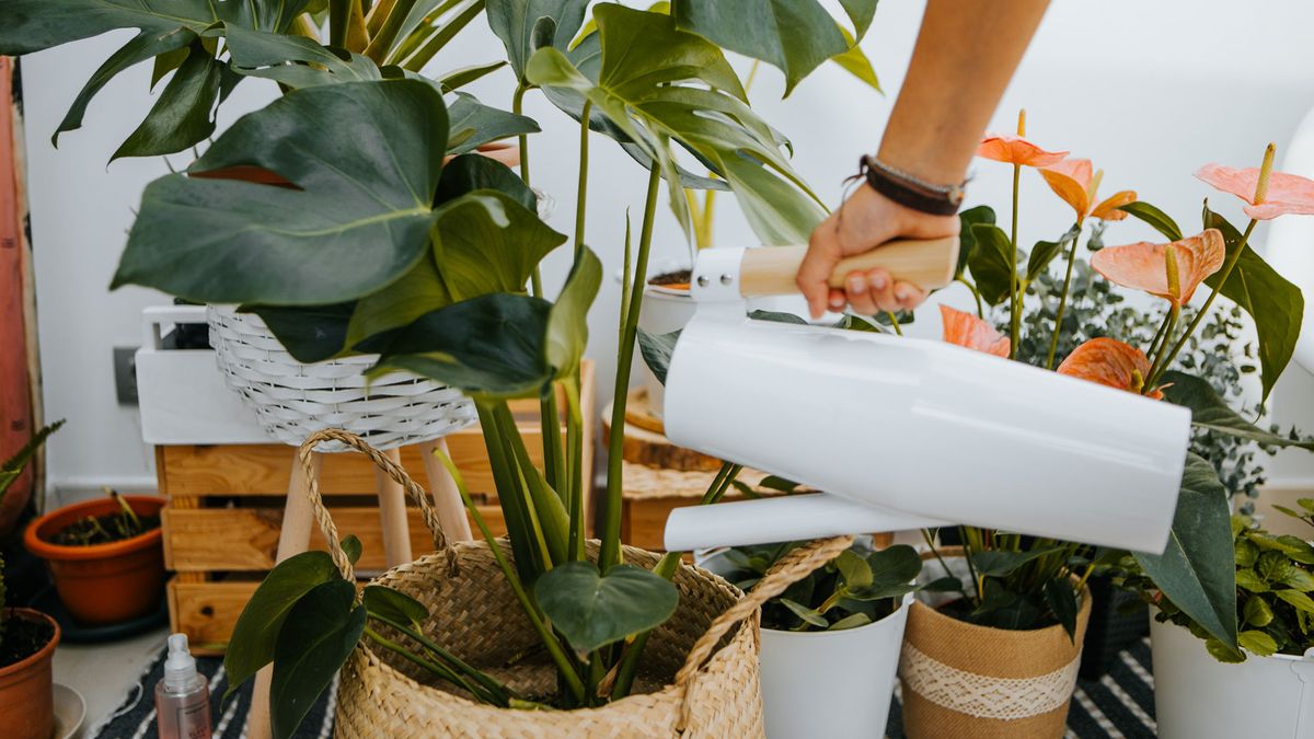 Do indoor plants purify air? Live Science
