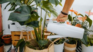 Do indoor plants purify air? Image shows person watering plants