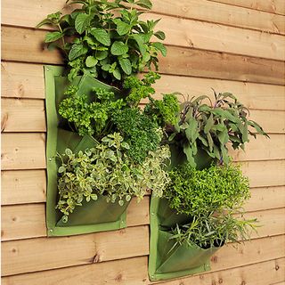 Herbs planted in two green three pocket planters hanging on wooden wall