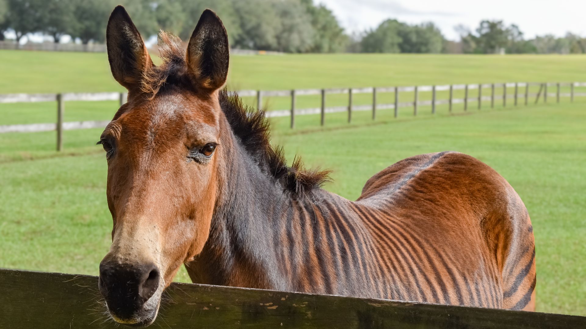 Zorse, bay with zebra stripes
