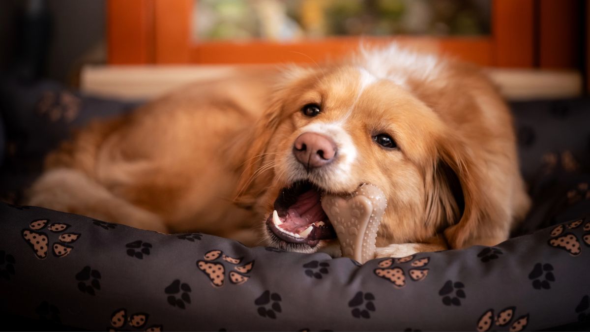 Dog lying on bed chewing toy