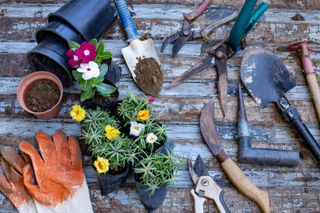 A selection of hand-held gardening tools on a work bench next to some potted flowers