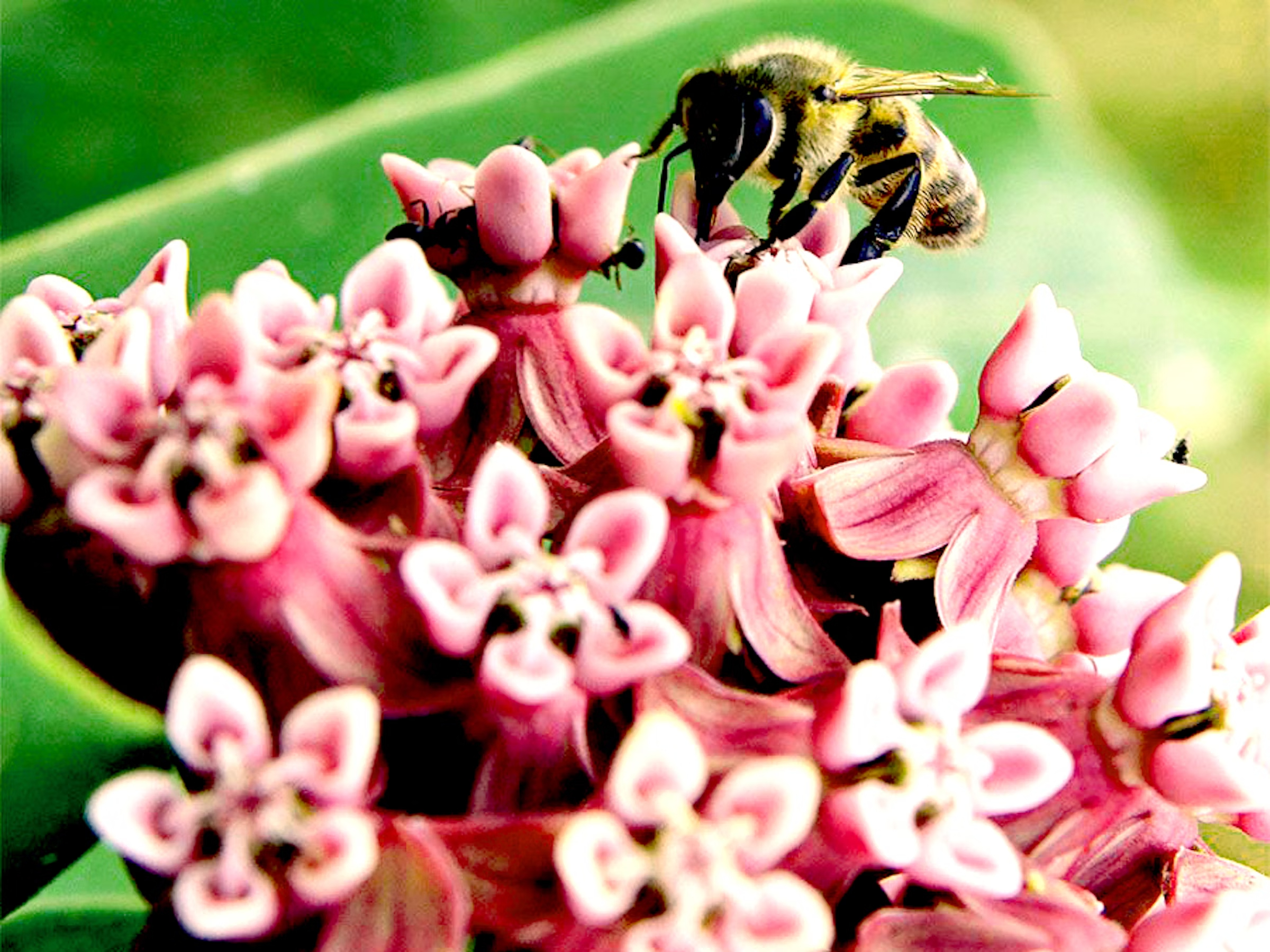 Bee pollinates pin milkweed flower
