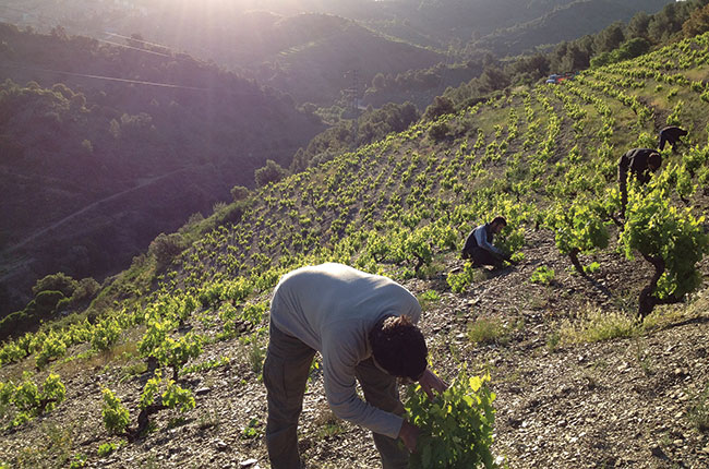 Tending vines at Mas Alta
