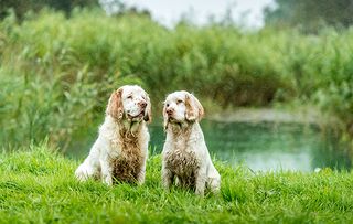 clumber spaniel