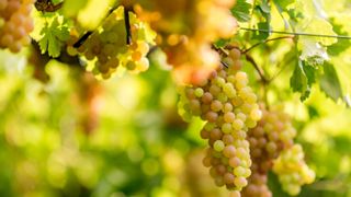 Sauvignon Blanc wine grapes