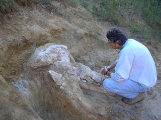 Paleontologist Pascal Tassy sitting next to the skull of a long-extinct mastodon on the site where the skull was found by a farmer.