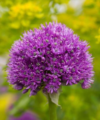 Allium 'Purple Sensation' in bloom