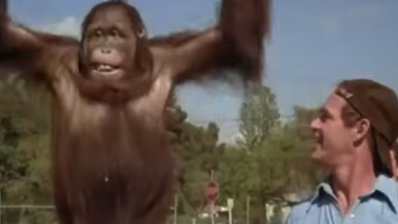 『Every Which Way But Loose』で腕を上げたオランウータン