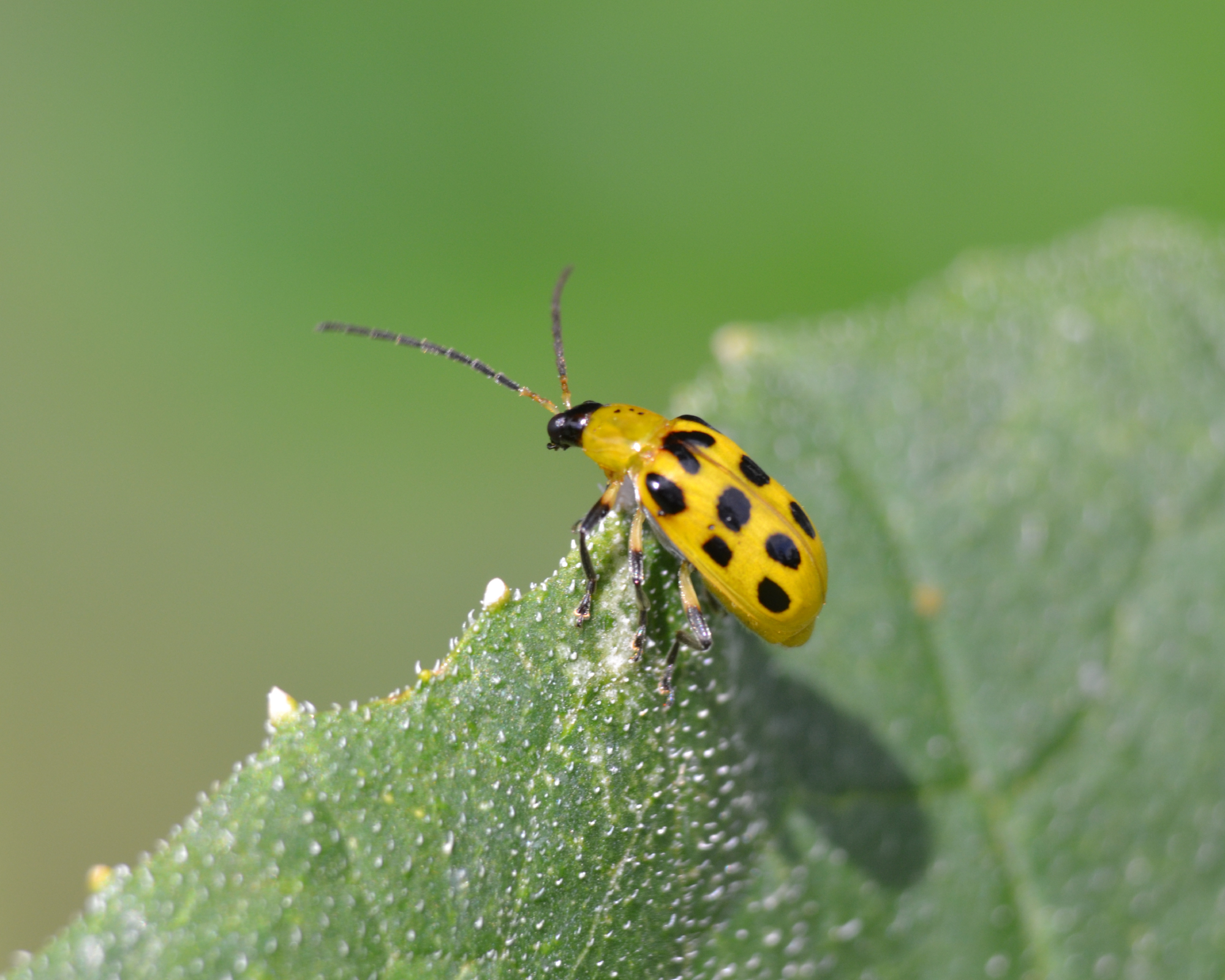 Small yellow spotted beetle on leaf