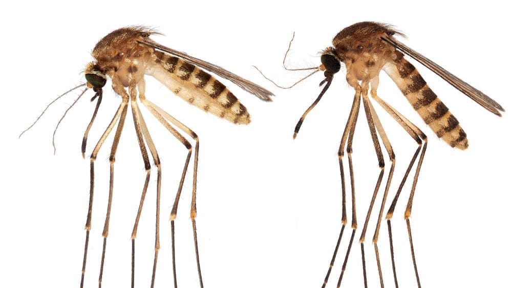 Mosquito species from South America discovered in Florida The Week