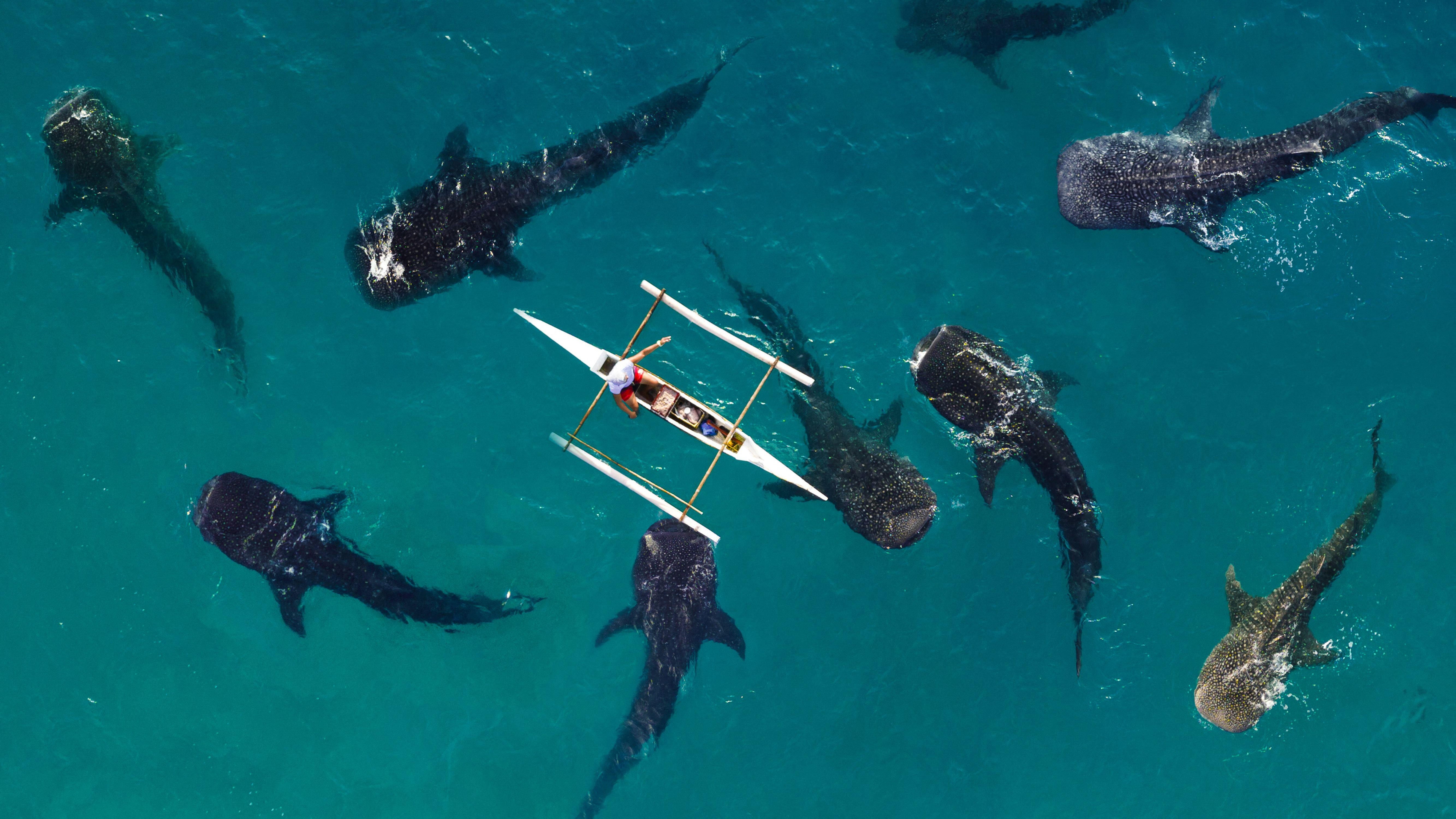 Aerial view of whale sharks swimming around a traditional outrigger boat in clear turquoise water in Philippines