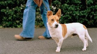 Dog looking at something while walking on a leash