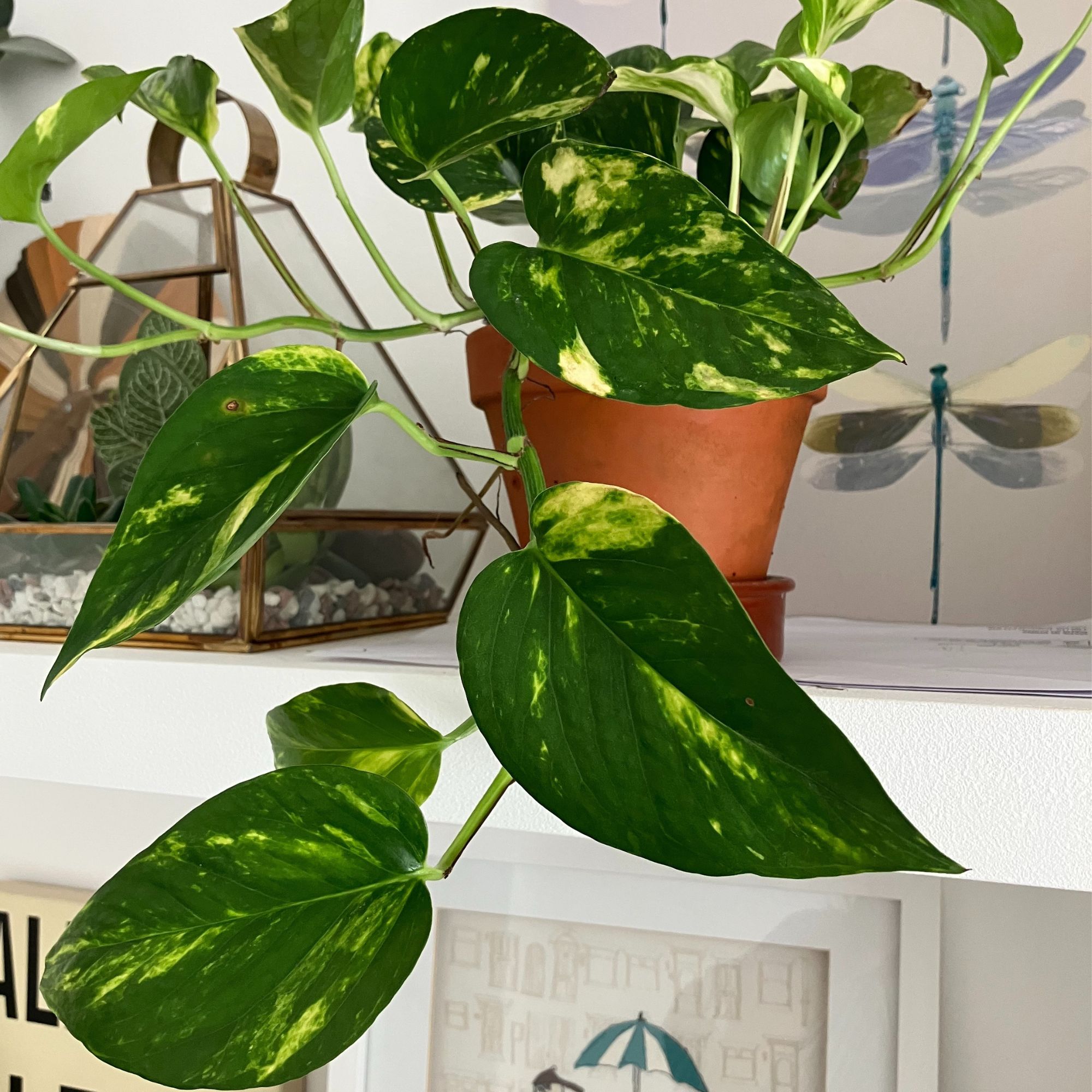 pothos plant on shelf