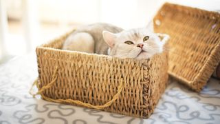 Cat squeezed into wicker basket
