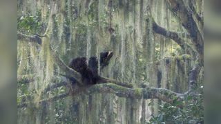 A black spectacled bear looks up to into the tree that is draped in spanish moss hanging down from the branches