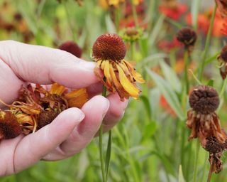 person deadheading heleniums to encourage repeat flowering