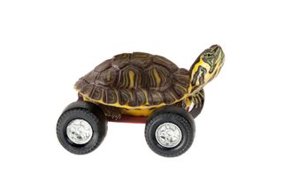 Why aren't there wheeled turtles, for instance?