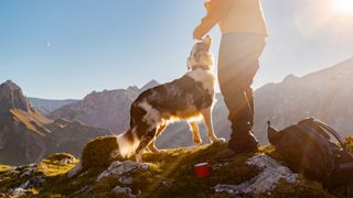 Dog camping with owner