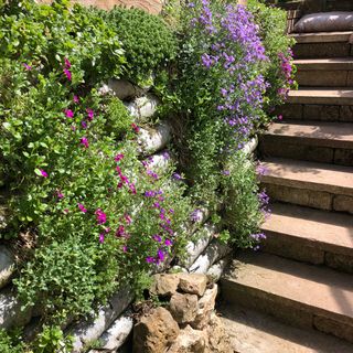 Stairs with flower and stone wall