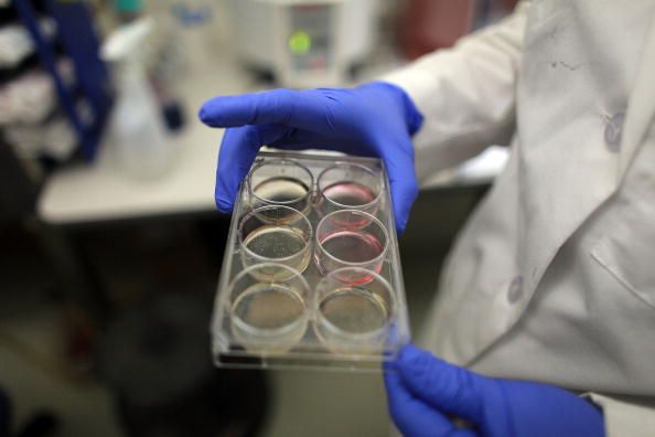 Stem cells in a lab.