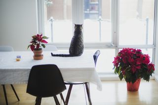 tabby cat next to small and large poinsettia sitting on table by window looking at snow