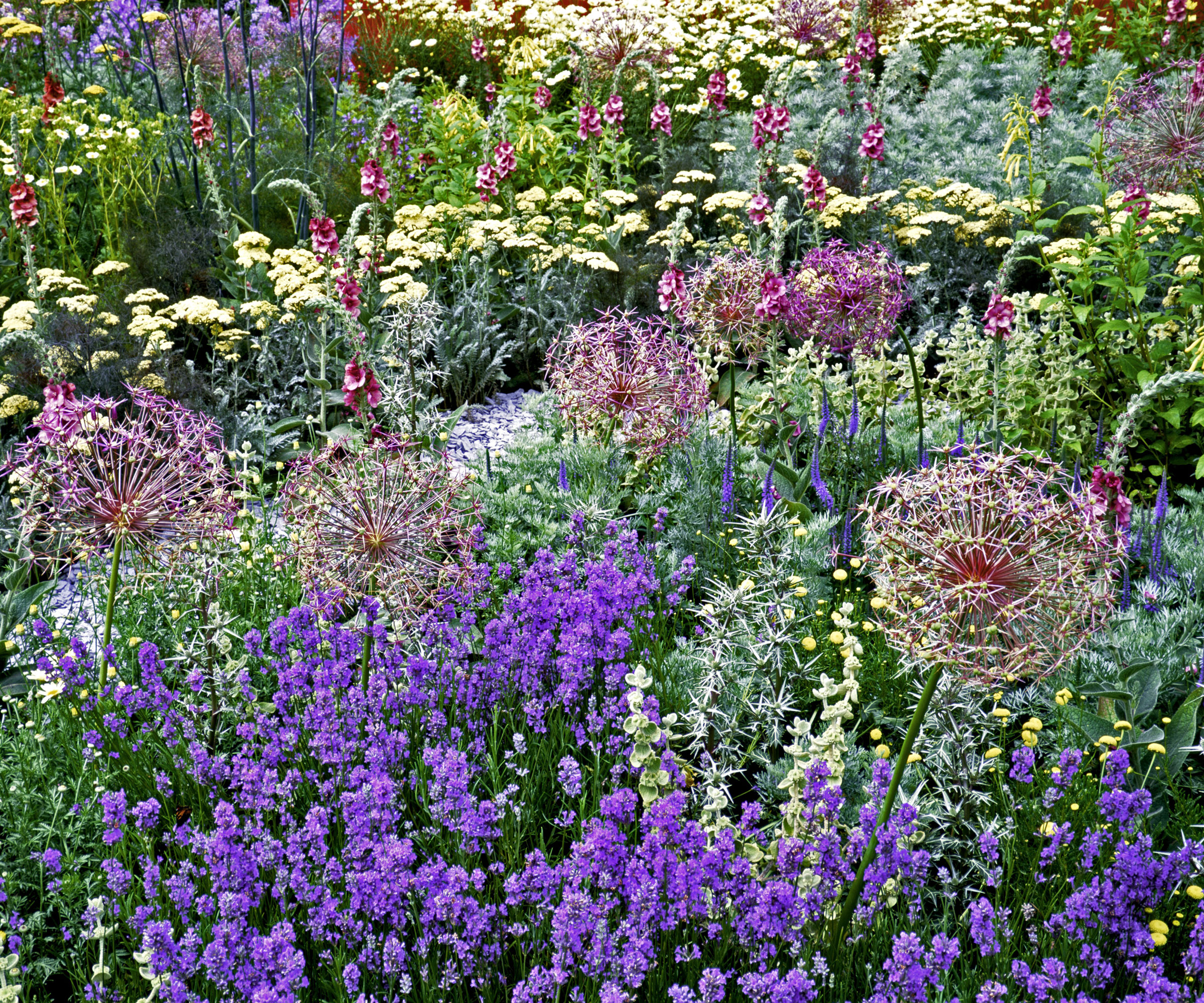 alliums and salvias in cottage garden border