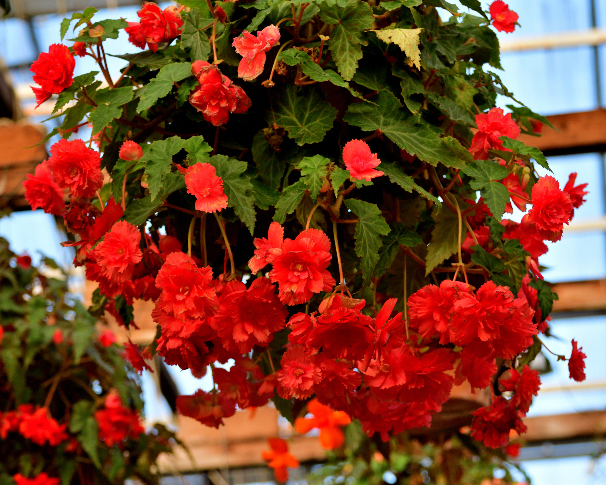trailing scandent begonia in a hanging basket