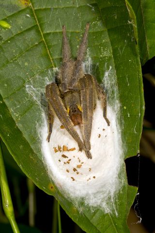 Un ragno errante brasiliano custodisce il suo sacco di uova.