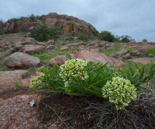 Antelope horn milkweed surrounded by rocky outcroppings in Oklahoma