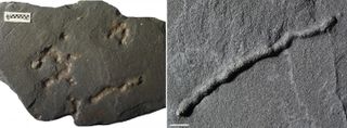 Until now, the oldest traces of motility (an organism's ability to move independently using metabolic energy) dated to about 600 million years ago. But now, newly analyzed fossils suggest that motility dates back to 2.1 billion years ago. (Scale bar: 1 centimeter, or 0.4 inches.)