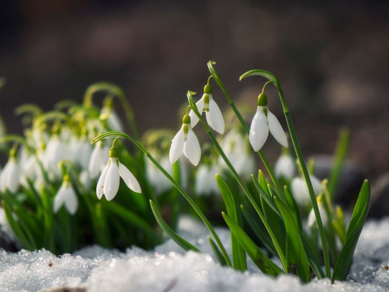 Snowdrop Flower Bulbs In Snow