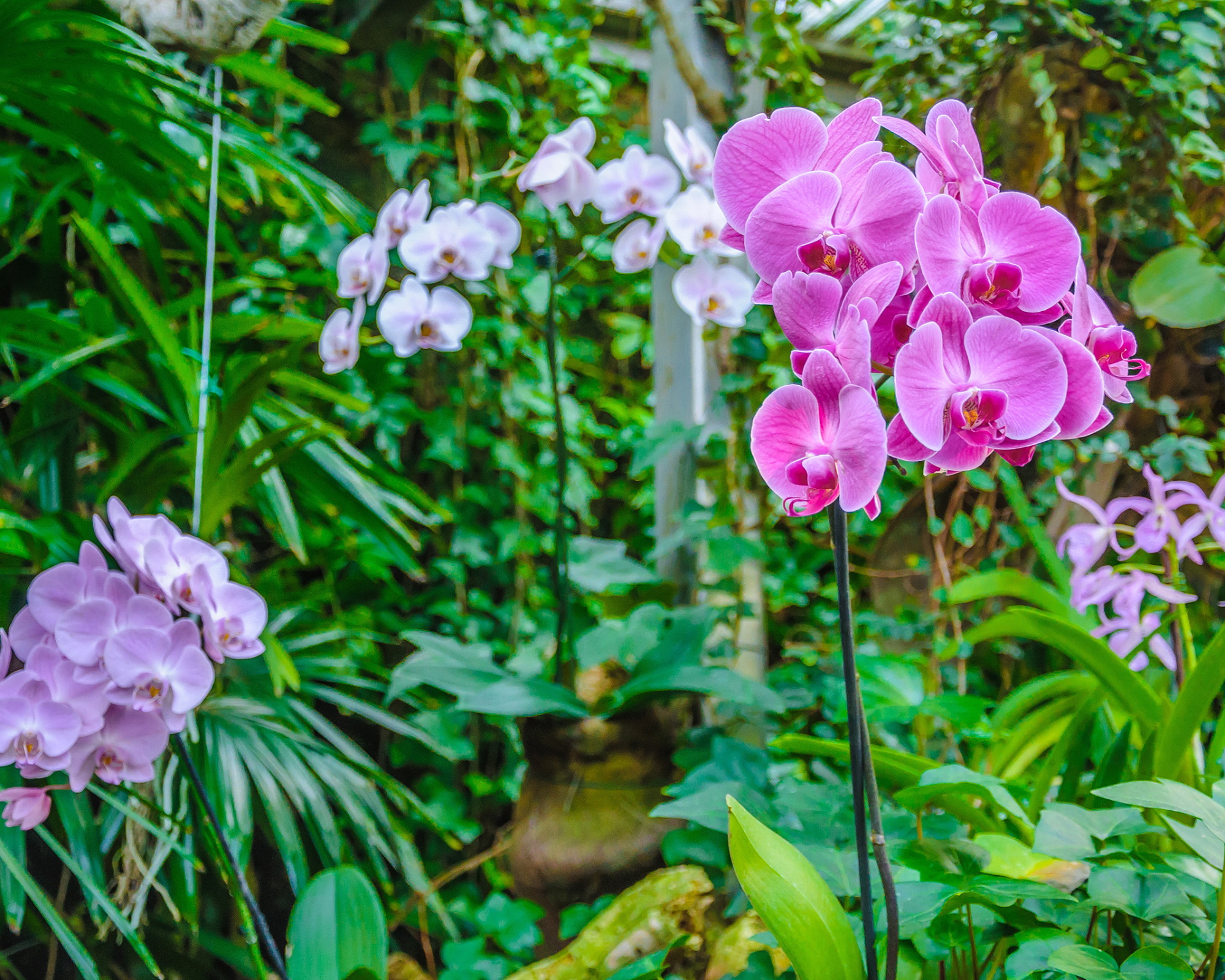 Pink and purple orchid flowers