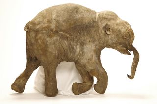 CT scans have revealed that an exquisitely well-preserved baby mammoth from Siberia (named Lyuba and shown here) died after choking on mud more than 40,000 years ago.